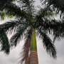 palem_raja.png